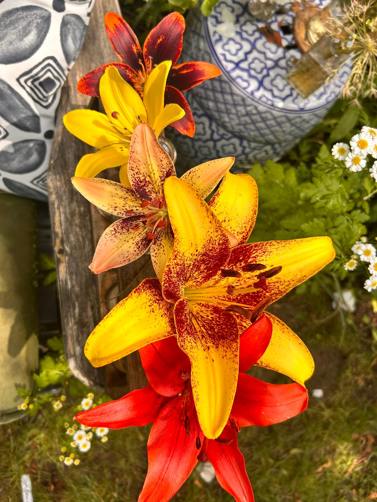 Yellow, orange, and red Asiatic lilies arranged together.
