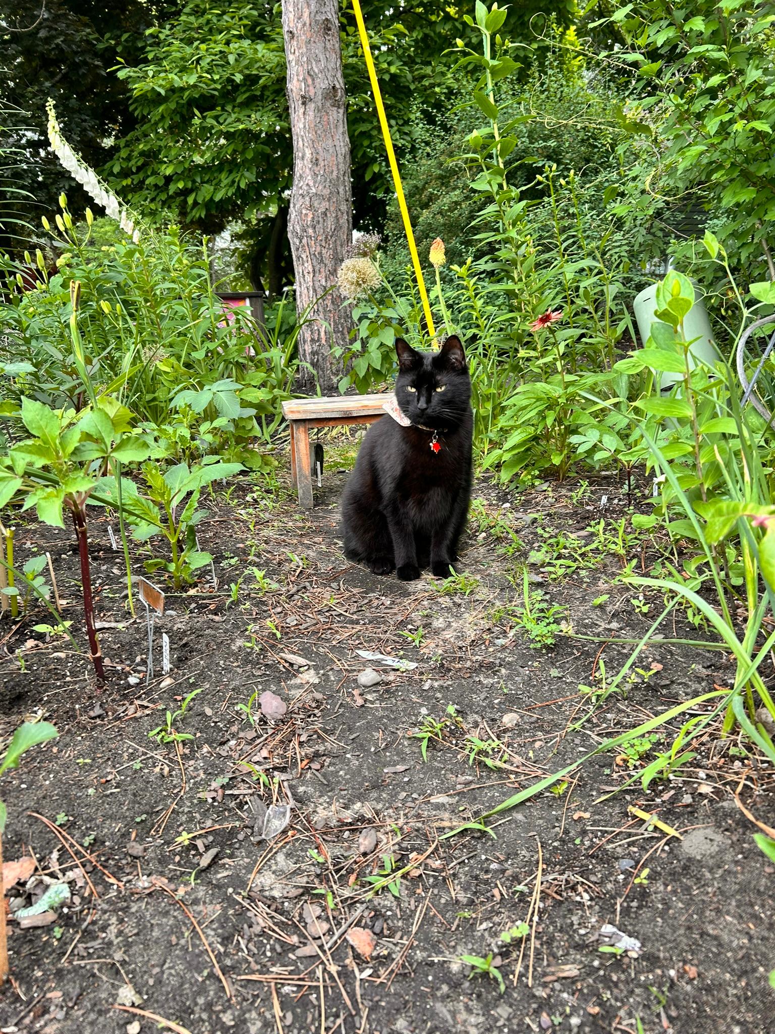Black cat sitting in the garden among growing flowers.