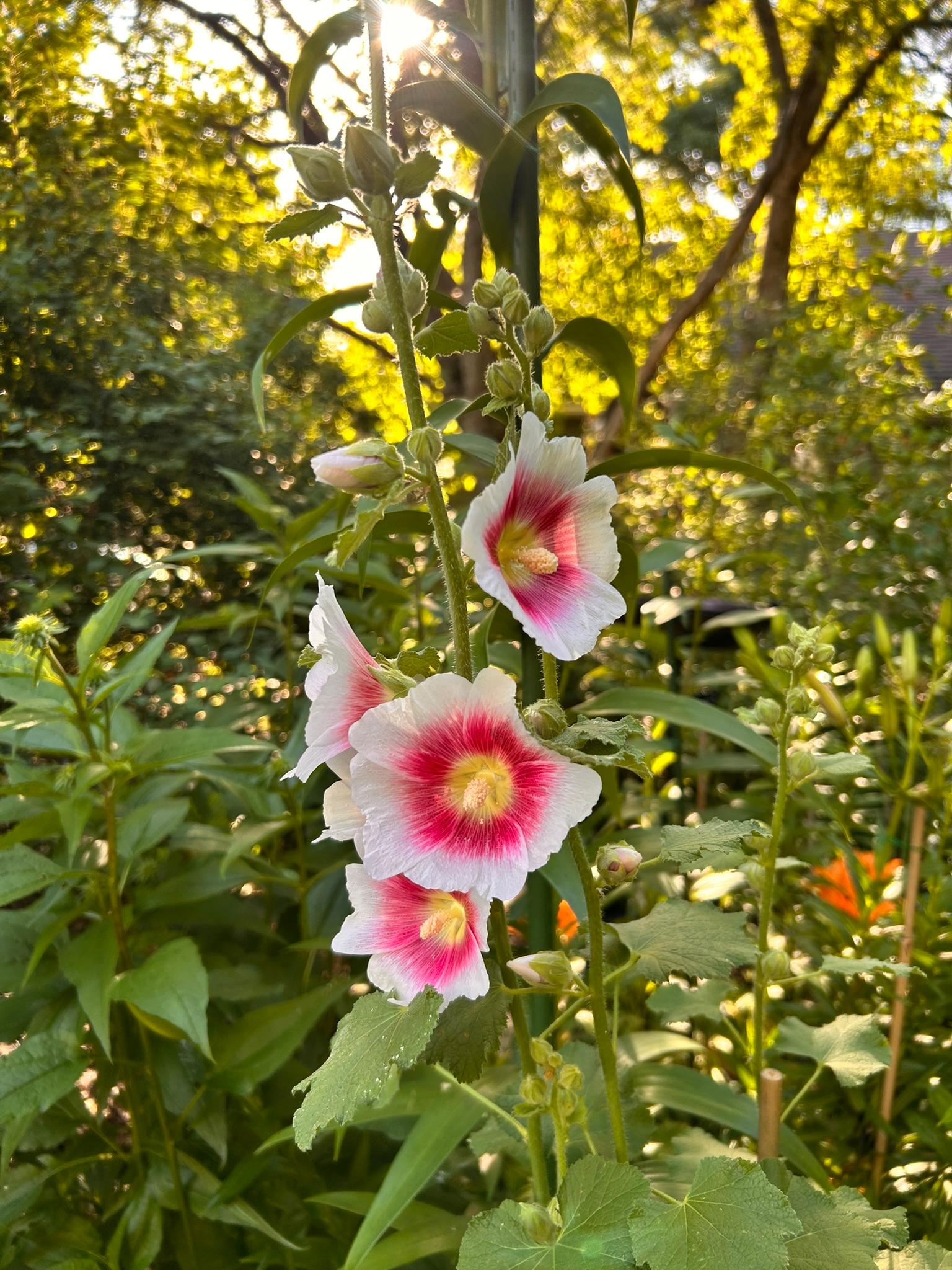 Pink and white hollyhocks glowing in evening garden light.