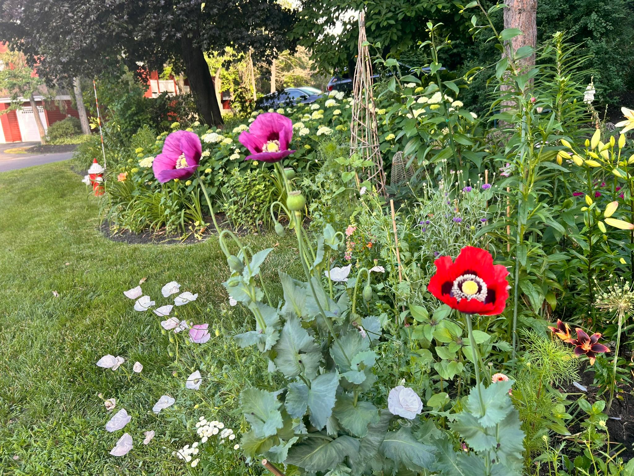Loudonville garden bed with poppies, lilies, and summer greenery.