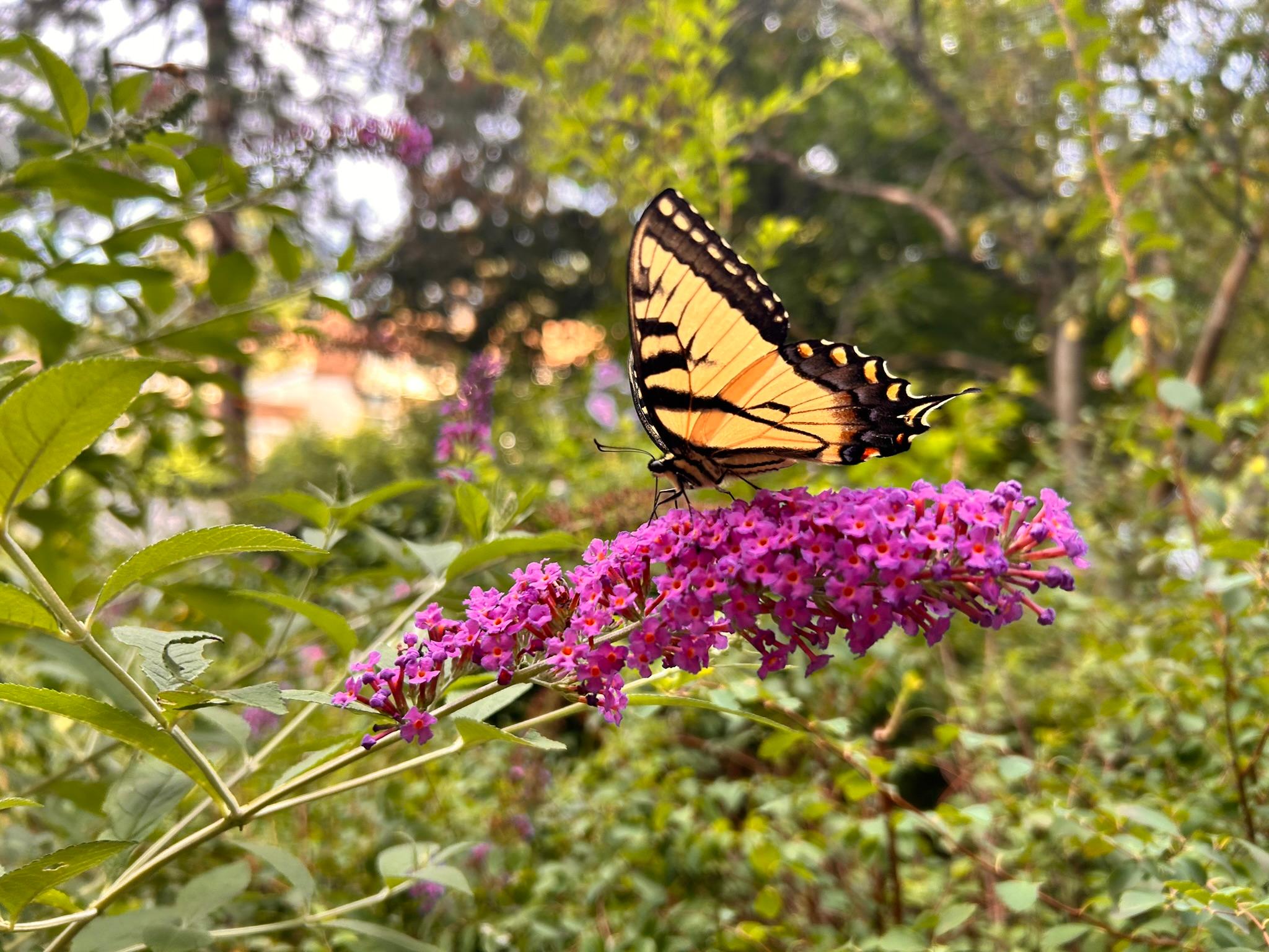 Yellow swallowtail butterfly resting on vivid pink butterfly bush blooms.