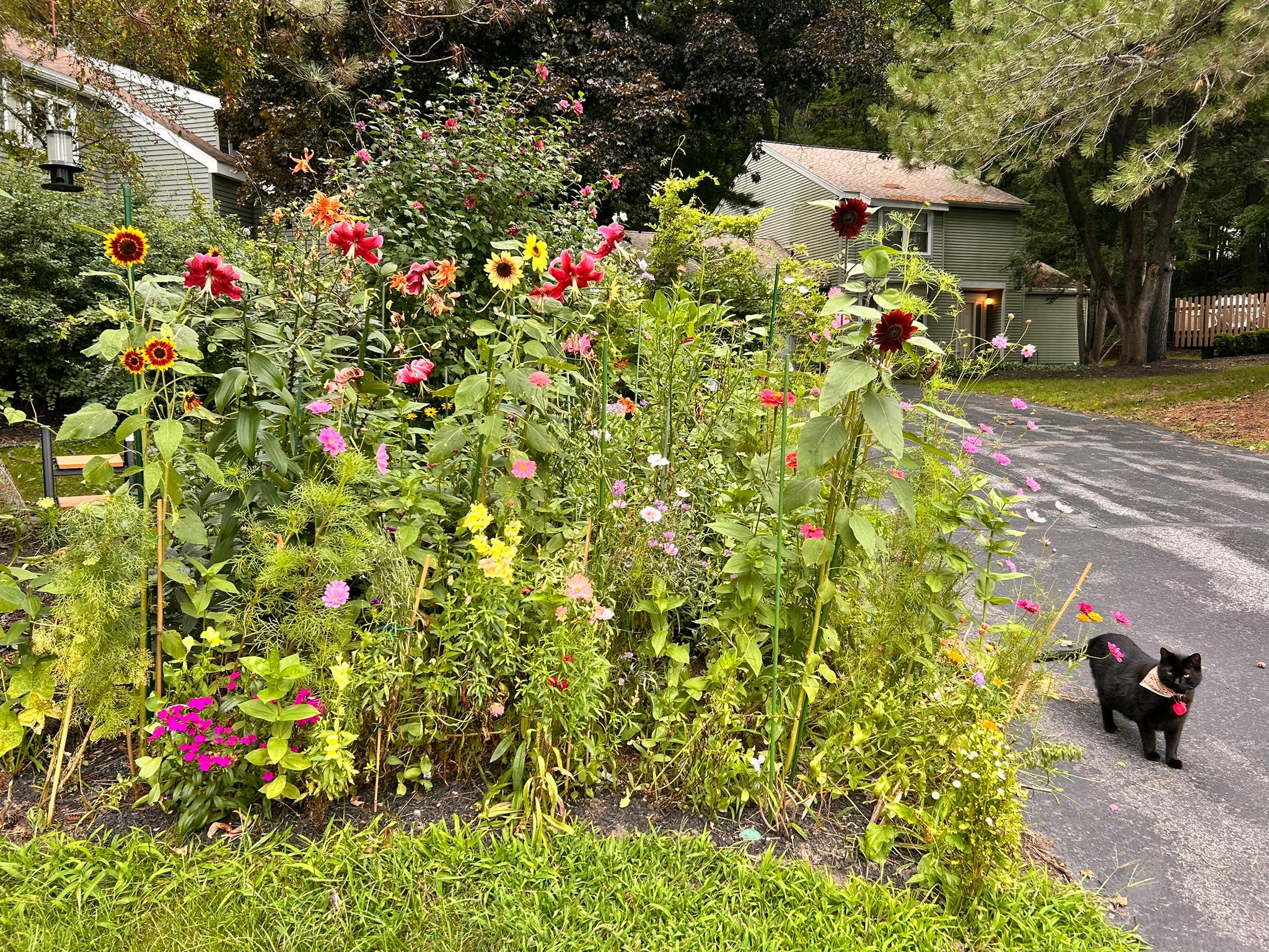Late-summer Loudonville garden with lilies, sunflowers, cosmos, and a black cat near the driveway.