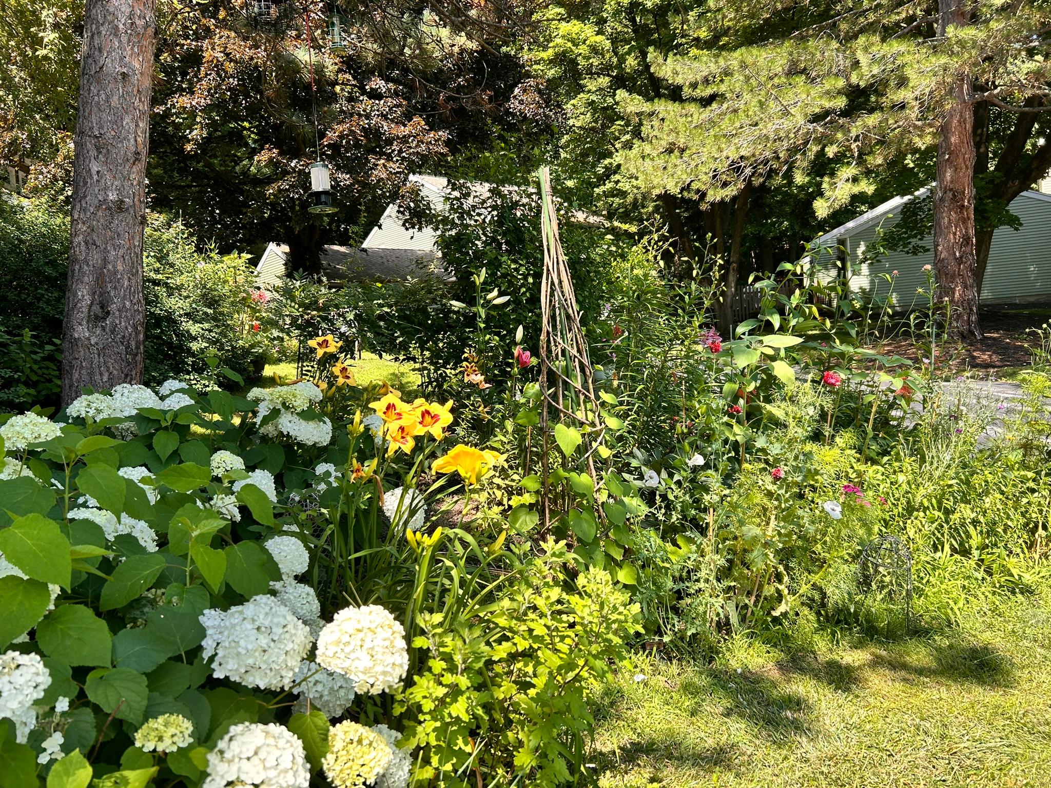 Sunny Loudonville garden with hydrangeas, lilies, and summer flowers in bloom.