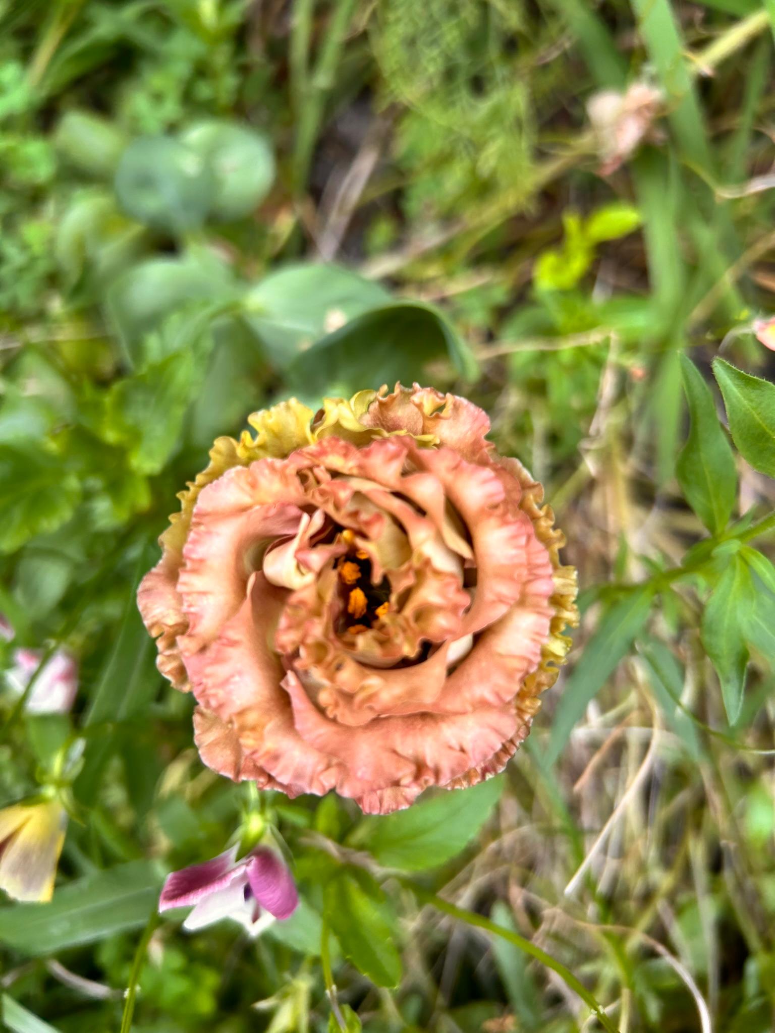 Close-up of a ruffled peach lisianthus bloom with soft greenery behind it.