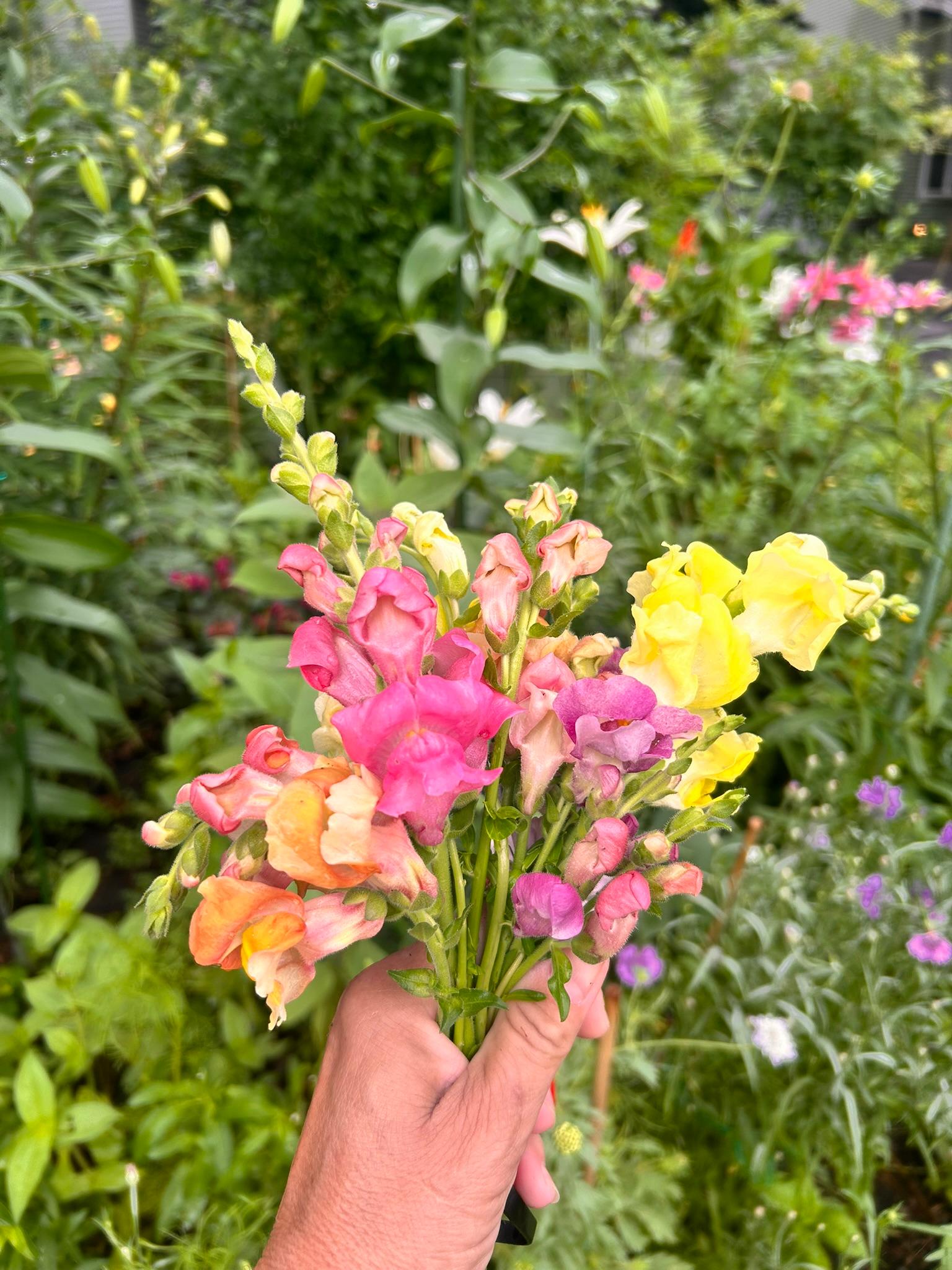 Handful of pink, peach, and yellow snapdragons against green garden foliage.
