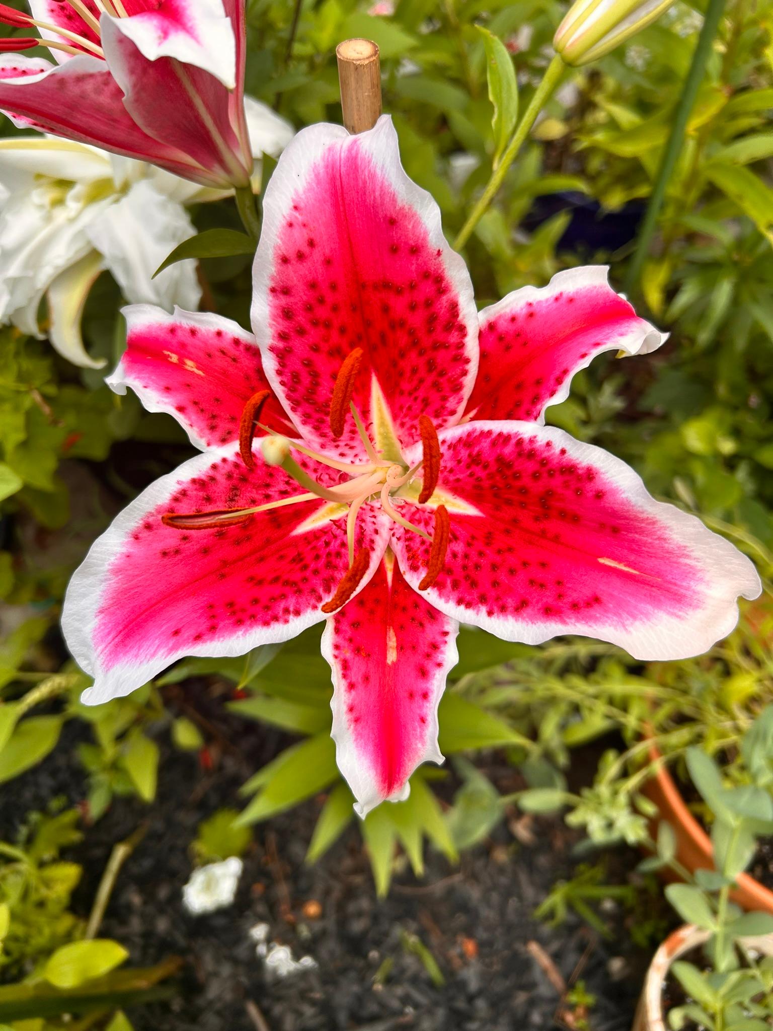 Close-up of a bright pink stargazer lily in bloom.