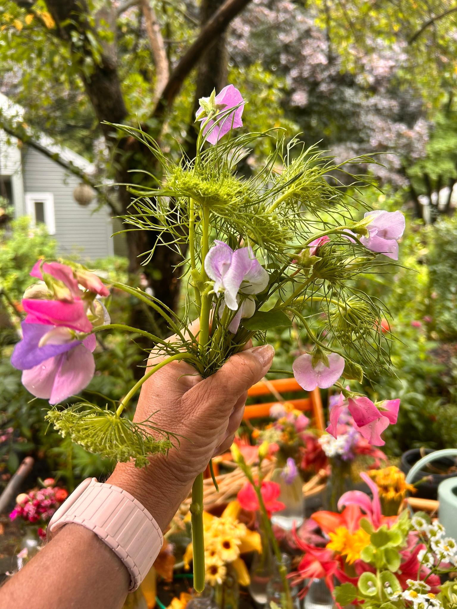 Hand holding soft pink sweet peas and airy green stems in the garden.