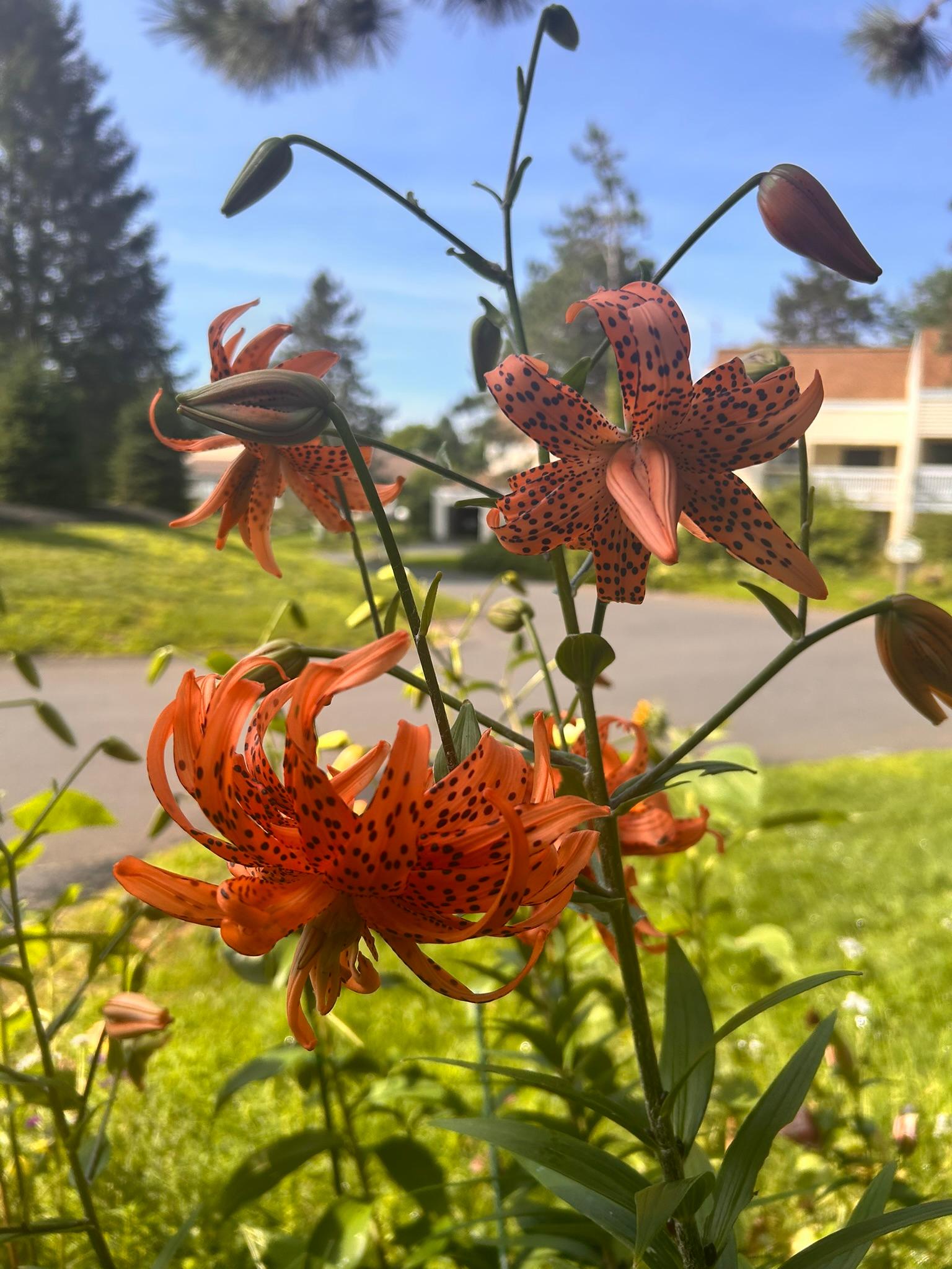 Orange tiger lilies in bloom with spotted petals and curved stems.
