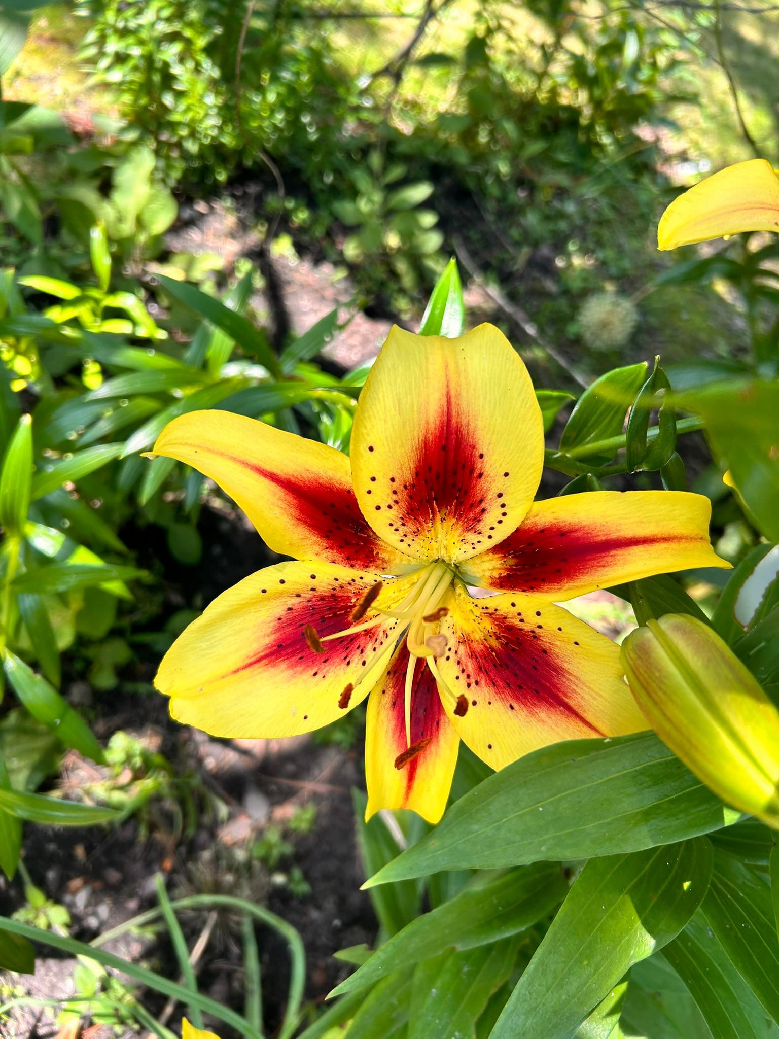 Yellow lily with deep red centers glowing in the garden sun.