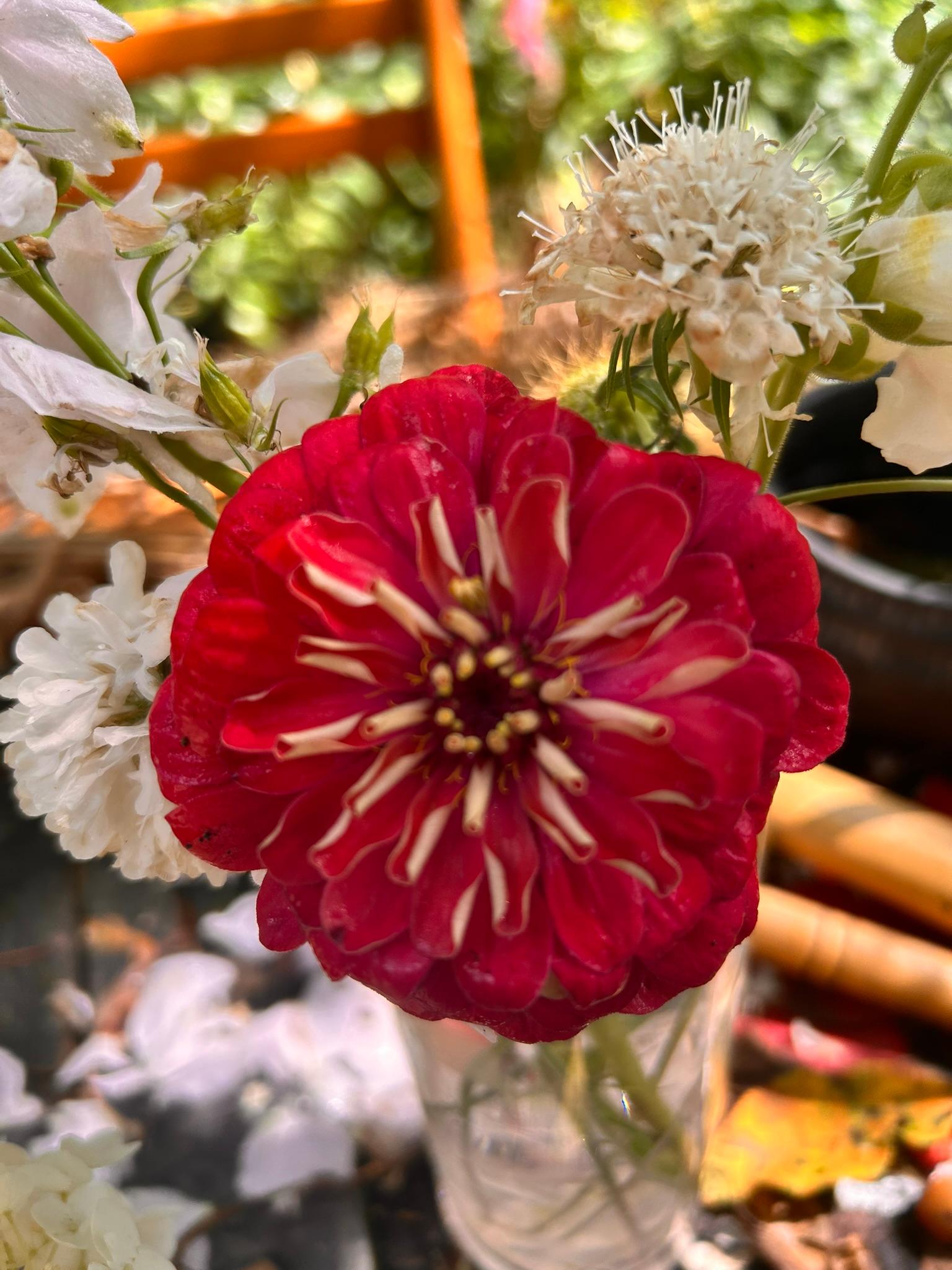 Close-up red zinnia surrounded by white flowers in a tiny arrangement.