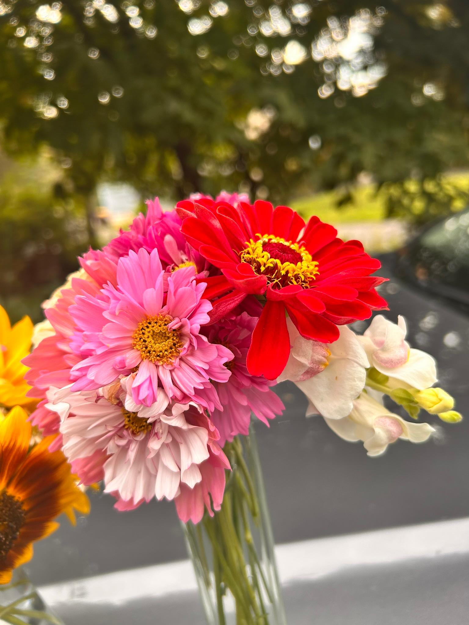 Close-up bouquet with red and pink zinnias and pale snapdragons in warm evening light.